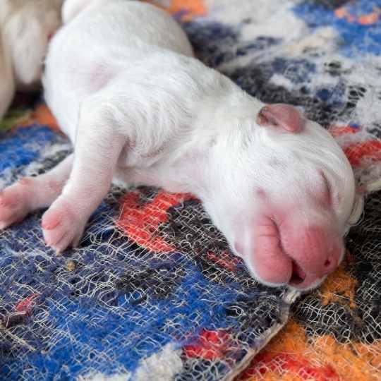 Lista de control para la cría de labradores.
