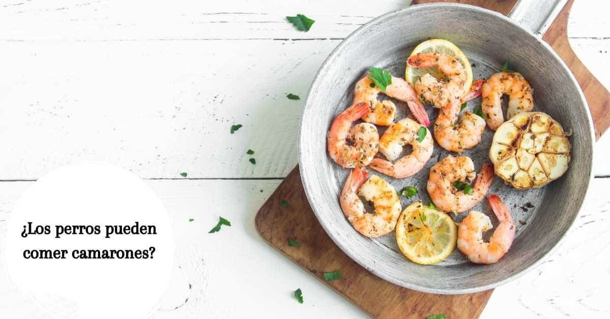 ¿Es seguro que los perros coman camarones cocidos, pelados o crudos?