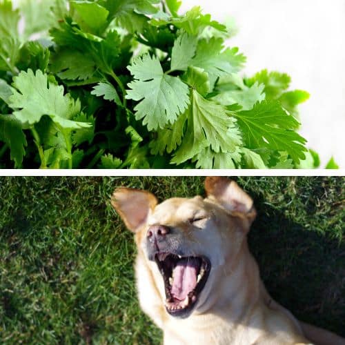 ¿Los perros pueden comer cilantro?