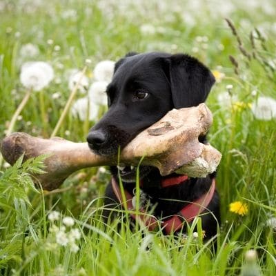 ¿Es bueno que los perros coman huesos?
