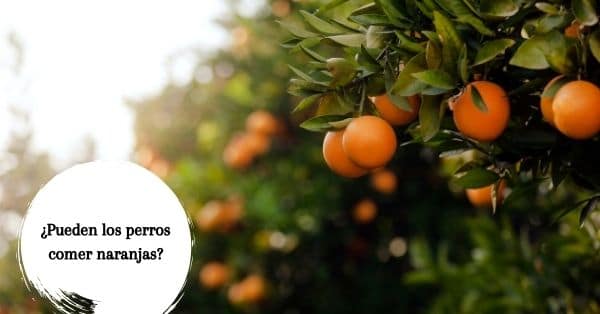 Los perros pueden comer naranjas