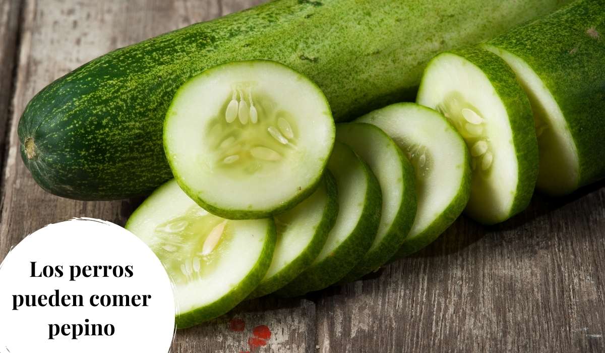 ¿Los perros pueden comer pepino?