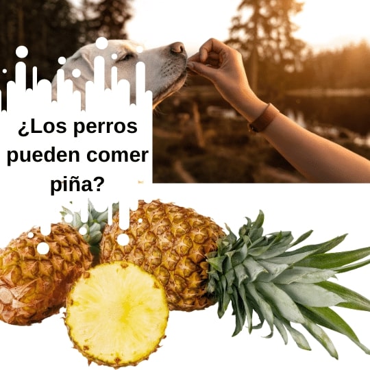 Los perros pueden comer piña