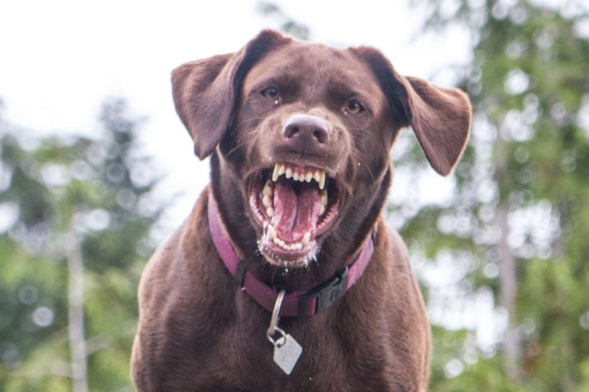 ¿Los perros se cansan de ladrar?