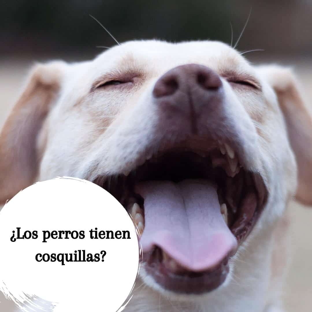 ¿Los perros tienen cosquillas? ¿Qué es un punto de cosquilleo?