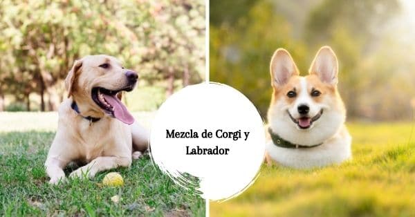 Mezcla de Corgi y Labrador