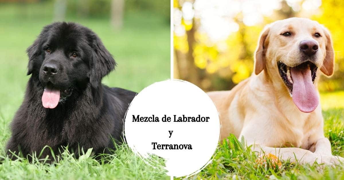 Mezcla de Labrador y Terranova