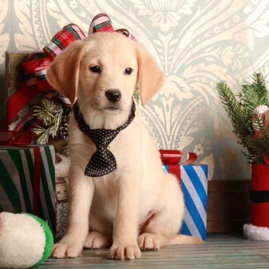 Mi cachorro estará listo para llevarlo a casa en Navidad