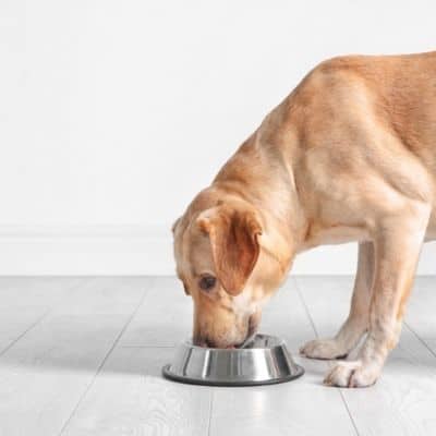 Mi labrador tiene sobrepeso