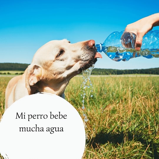 Mi perro bebe mucha agua - Guía sobre la sed excesiva en los perros.