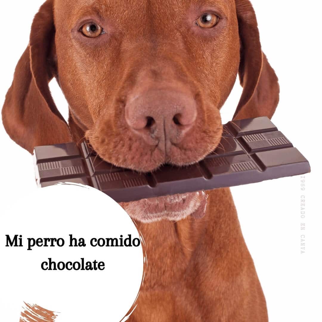🐶 Mi perro comió chocolate: ¿Qué debo hacer?