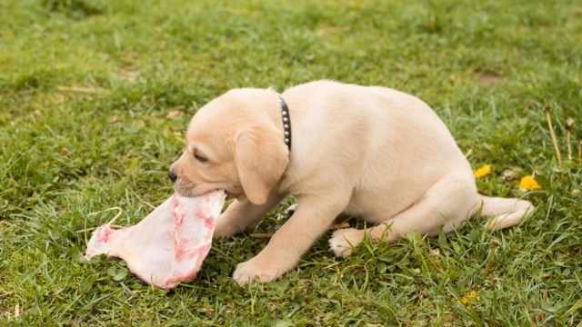 Mi perro ha dejado de comer hoy