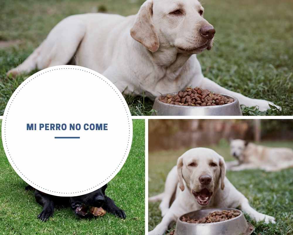Mi perro no come - Qué hacer cuando tu perro no quiere comer
