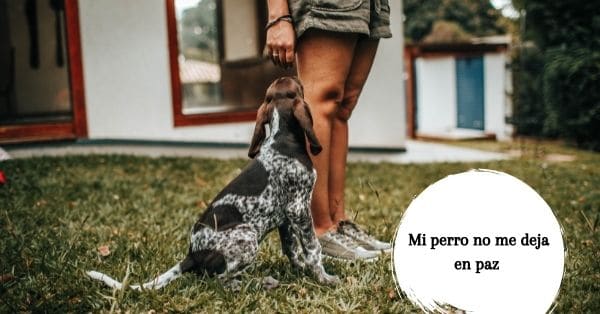 Mi perro no me deja en paz - ¿Qué hacer si tu perro busca constantemente tu atención?
