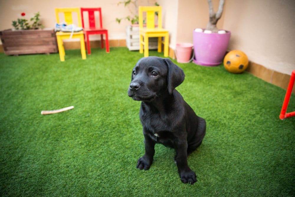Accesorios para perros