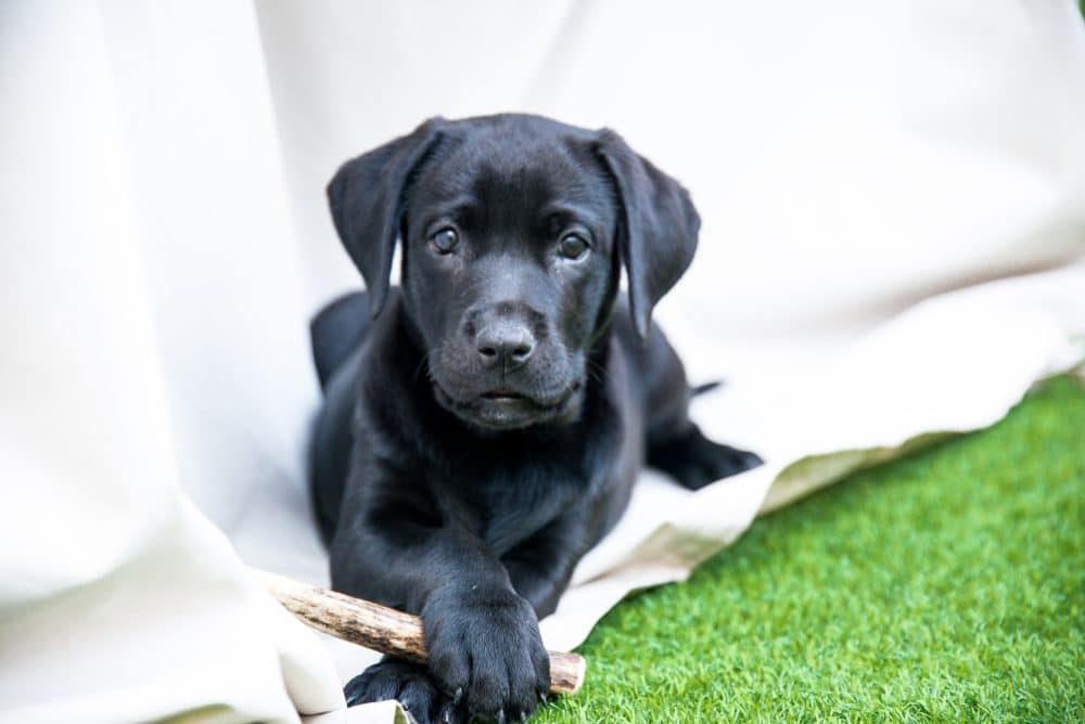 Tablas de peso del labrador - ¿Cuánto debería pesar mi labrador?