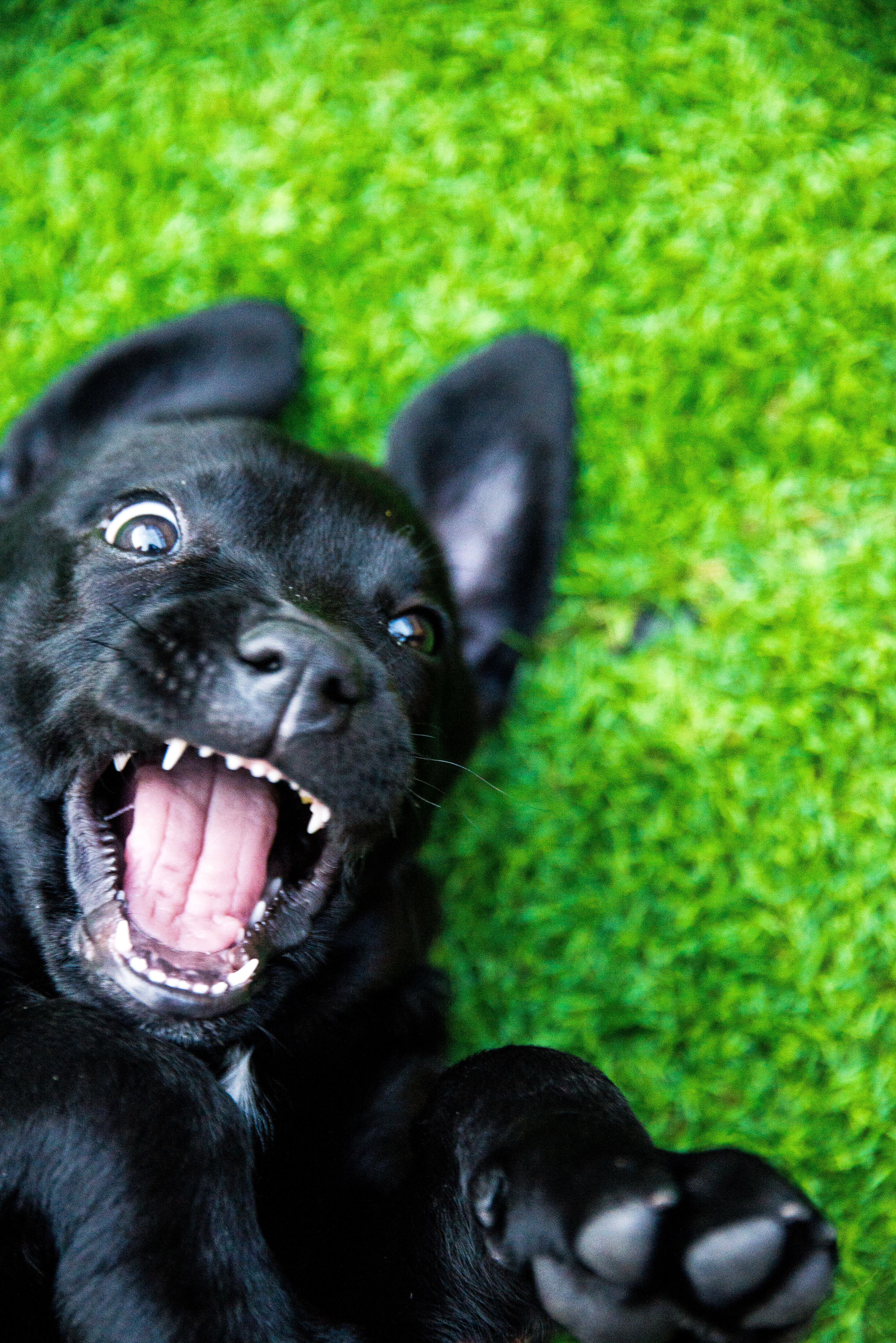 ¿Cómo cuidar a un labrador retriever?