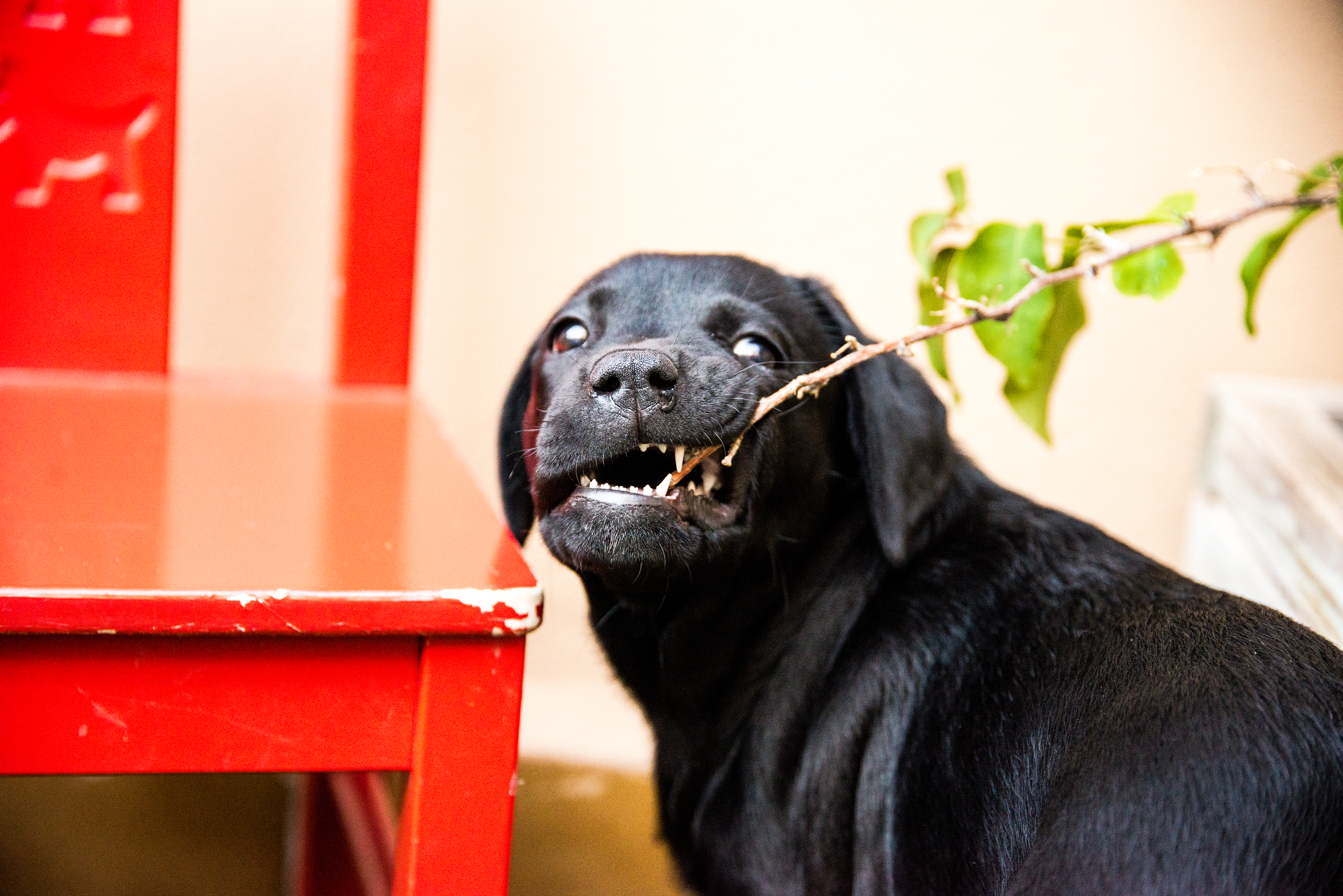 Cómo socializar a tu cachorro de labrador