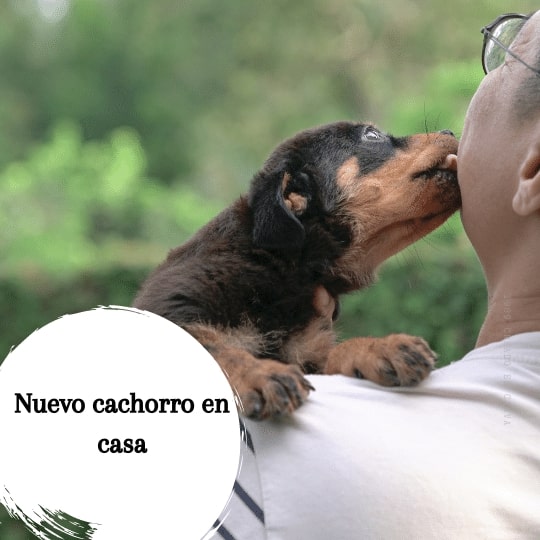 Nuevo cachorro en casa