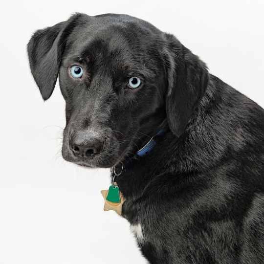 Ojos azules en los perros