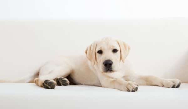 Orejas en posición natural