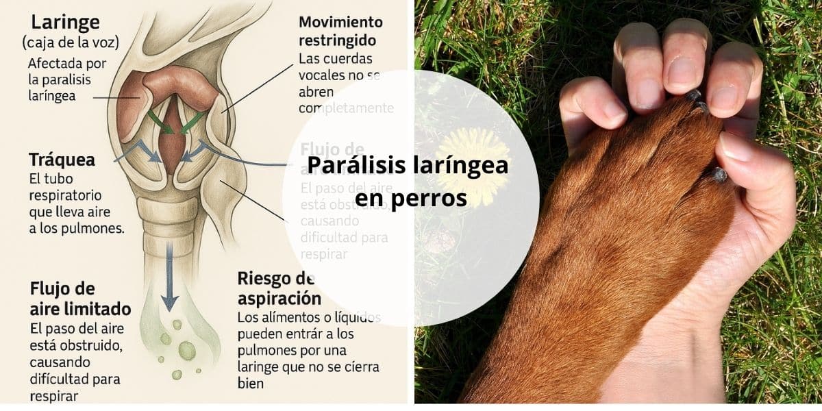 Parálisis laríngea en perros ¿Qué es? ¿Cómo les afecta?