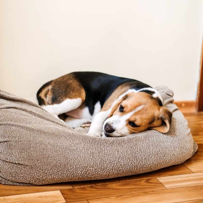 Parvovirus en perros