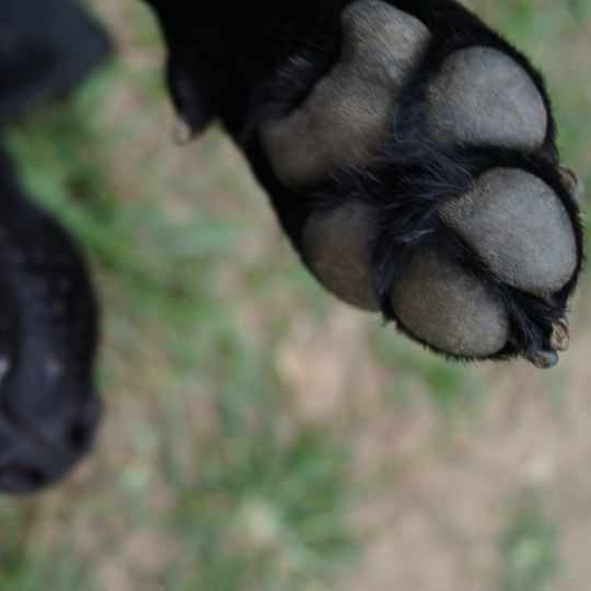 Patas de labrador