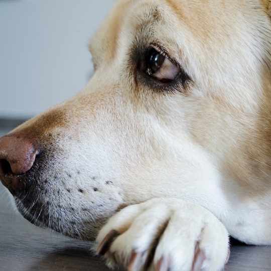Patas de labrador - Todo lo que necesitas conocer