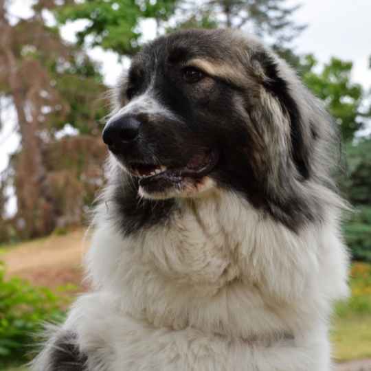Perro de montaña de los Pirineos