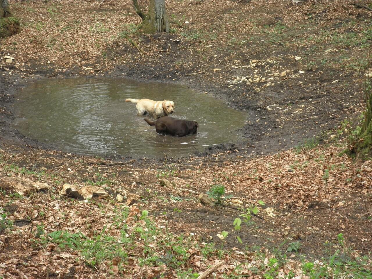 Perro fuera de control: ¿Estás perdiendo el control de tu labrador?