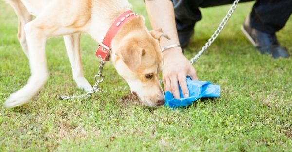 Por qué los perros comen caca