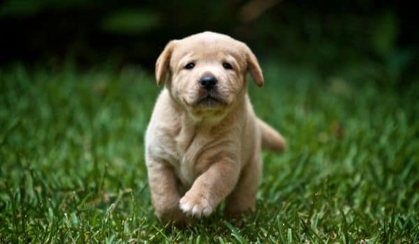 Posición de las patas