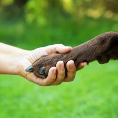 Precio de los cursos de adiestramiento