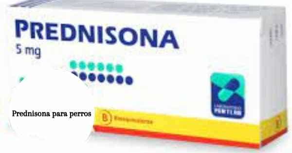 Prednisona para perros: efectos secundarios y dosis