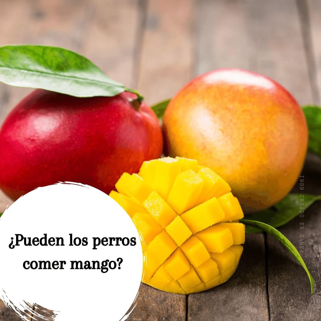 ¿Pueden los perros comer mango? ¿Es seguro o tóxico?