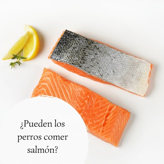 Pueden los perros comer salmón