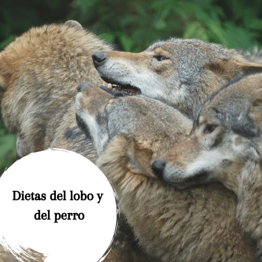 Qué comen los lobos