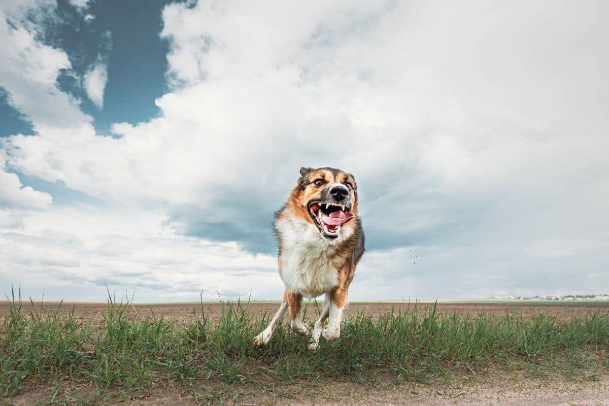 Qué debo hacer si mi perra es agresiva