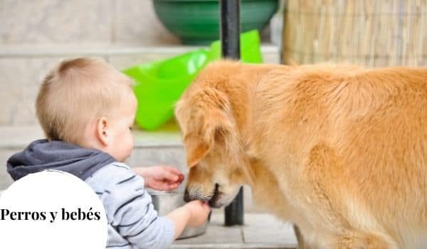 Razas de perros ideales para bebés