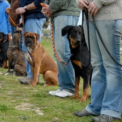 Razones para enviar a su mascota a un centro especializado
