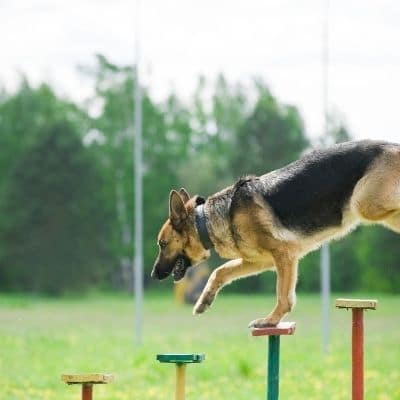 Reglas para el adiestramiento