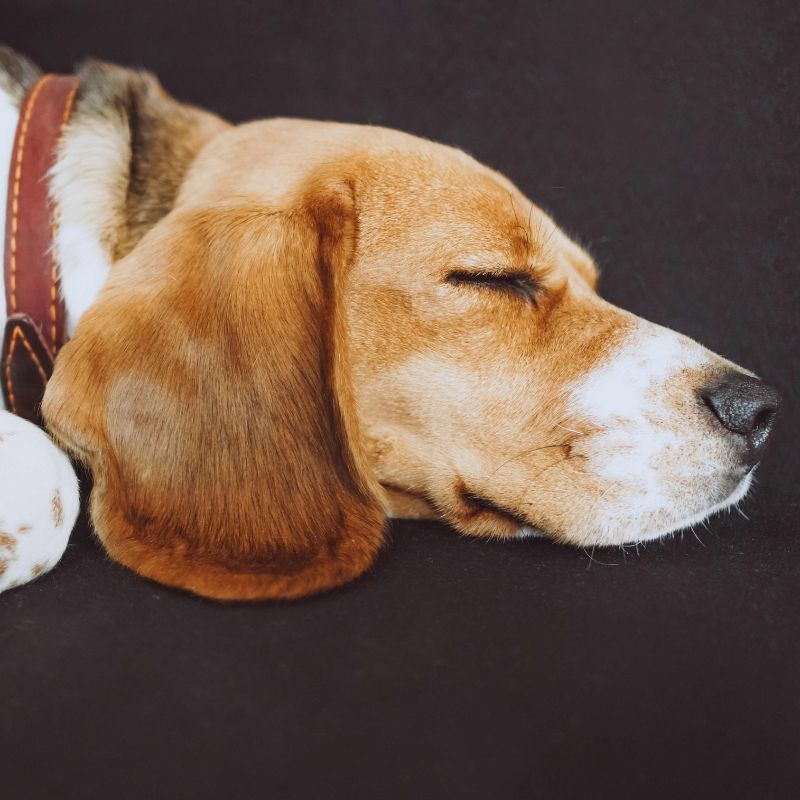 Ronquidos en Perros - Causas, Riesgos y Remedios caseros