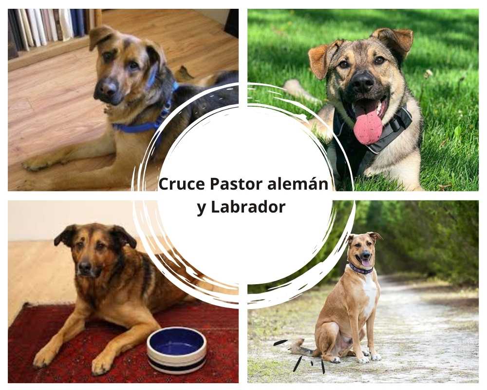 Cruce Pastor Alemán y Labrador