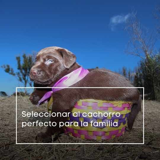 Seleccionar al cachorro perfecto para la familia