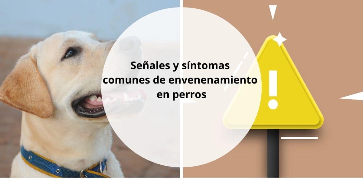 Señales y síntomas comunes de envenenamiento en perros