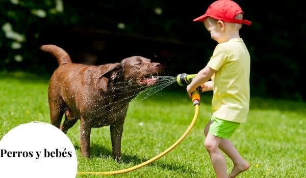 Señales de celos del perro hacia el bebé