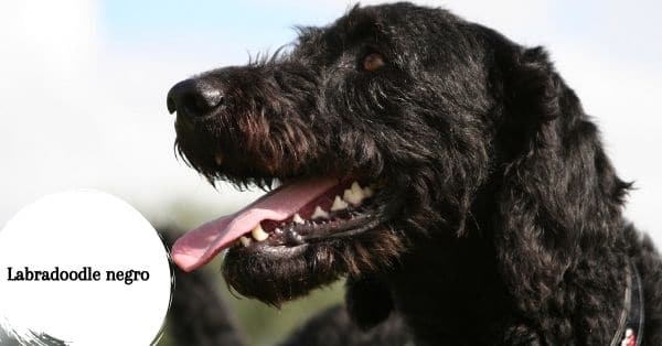 Temperamento Labradoodle negro 
