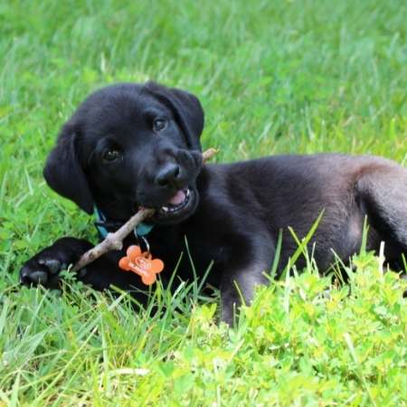 Test de CEA de Optigen