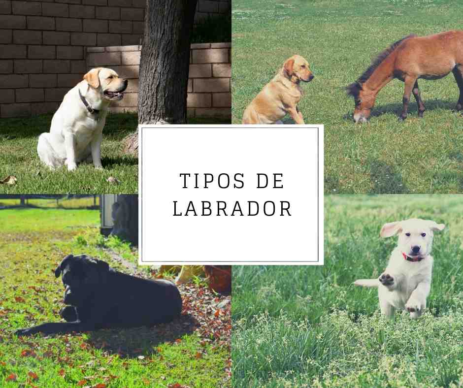 Tipos de labrador: ¿Cuál es el indicado para ti?